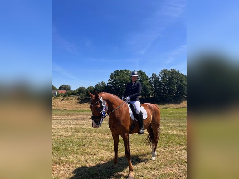 German Sport Horse Gelding 15 years 17 hh Chestnut-Red in Lübbenau