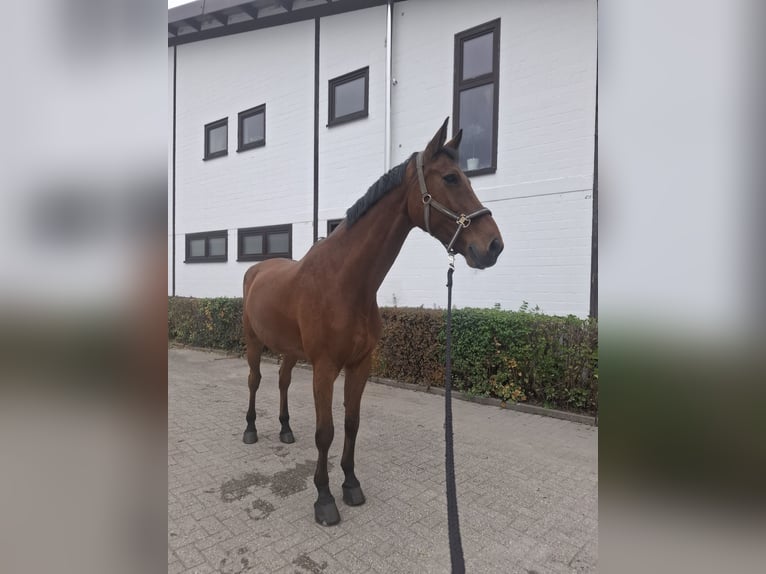 German Sport Horse Gelding 15 years 17 hh  in Kamen