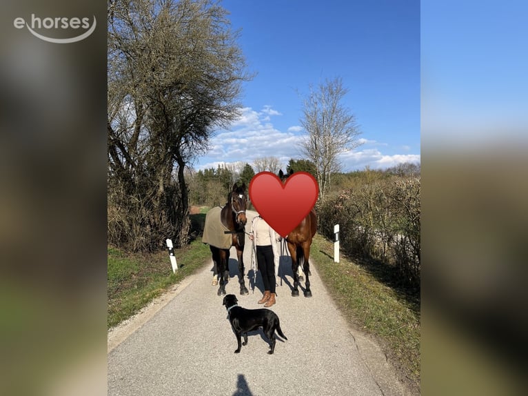 German Sport Horse Gelding 15 years 17 hh  in Roth