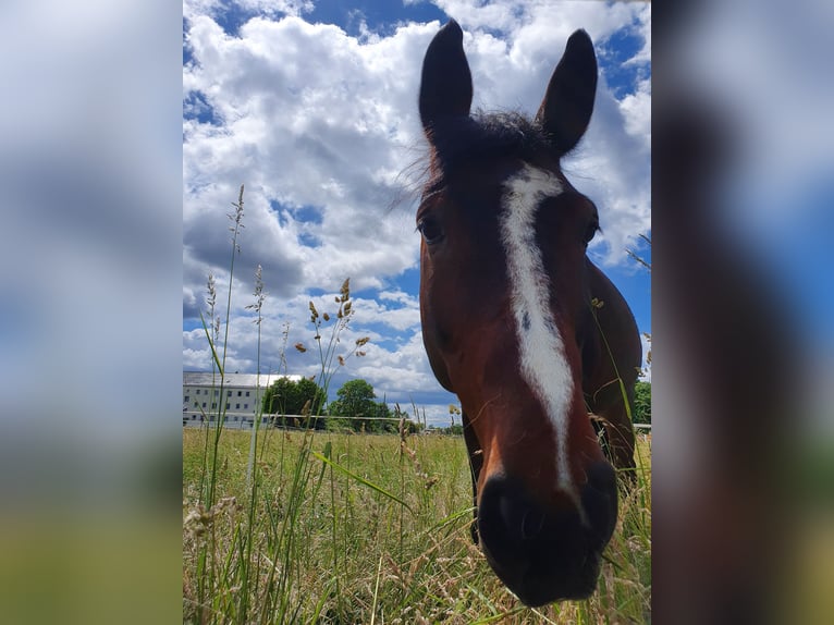 German Sport Horse Gelding 15 years 17,1 hh Brown in Leipzig