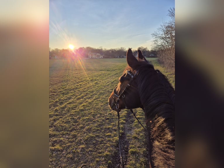 German Sport Horse Gelding 15 years 17,1 hh Brown in Leipzig