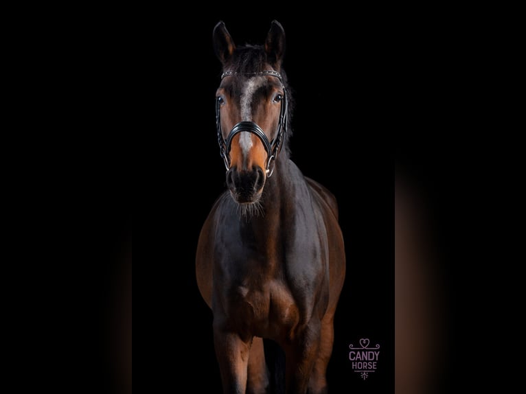 German Sport Horse Gelding 15 years 17,1 hh Brown in Leipzig