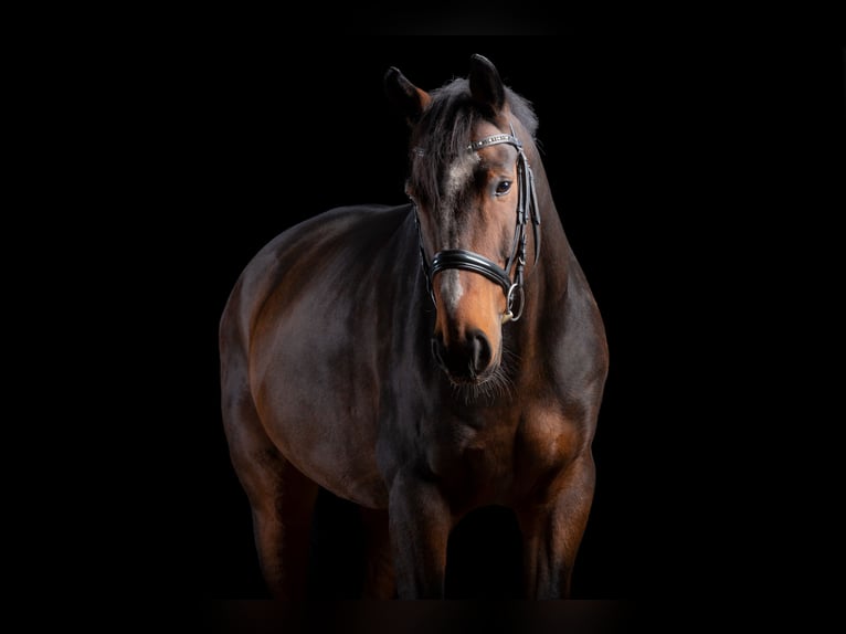 German Sport Horse Gelding 15 years 17,1 hh Brown in Leipzig