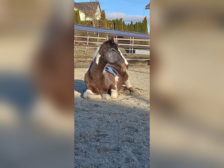 German Sport Horse Gelding 16 years 15,2 hh Pinto in Raperswilen