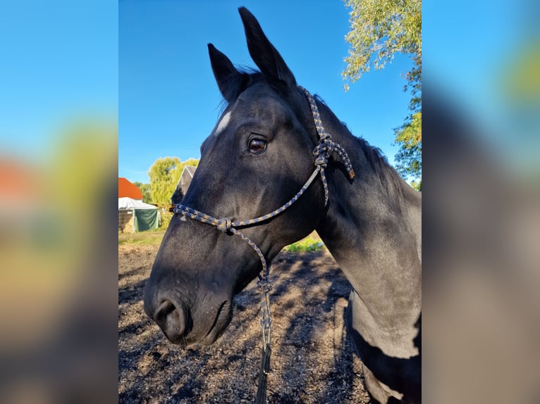 German Sport Horse Gelding 16 years 16,1 hh Black in Weißenfels