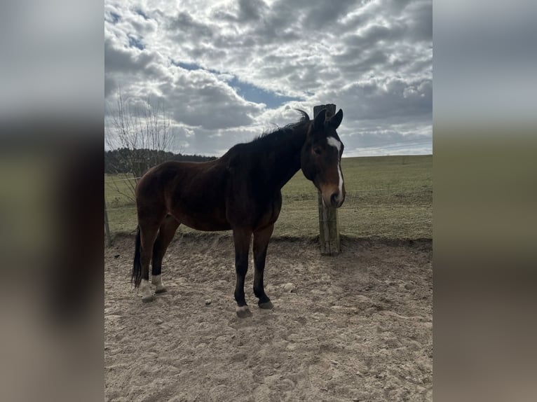 German Sport Horse Gelding 16 years 16.1 hh Brown in Schönfließ