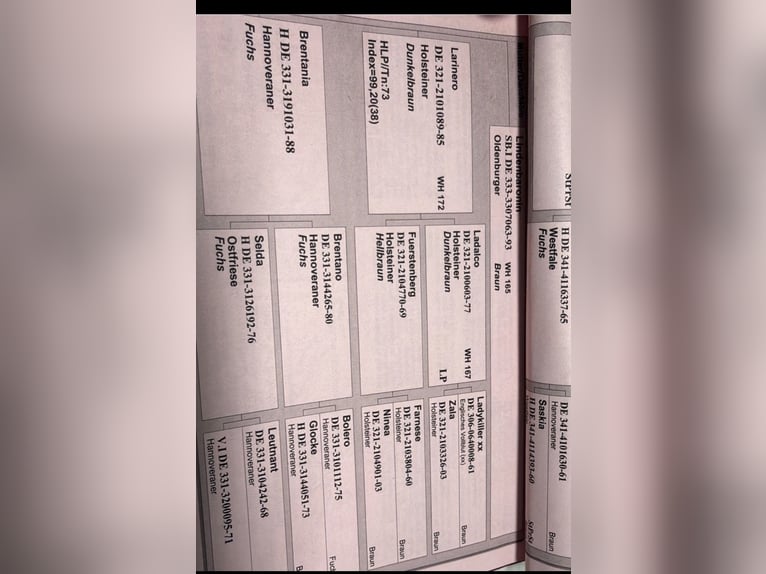 German Sport Horse Gelding 16 years 16.1 hh Brown in Schönfließ