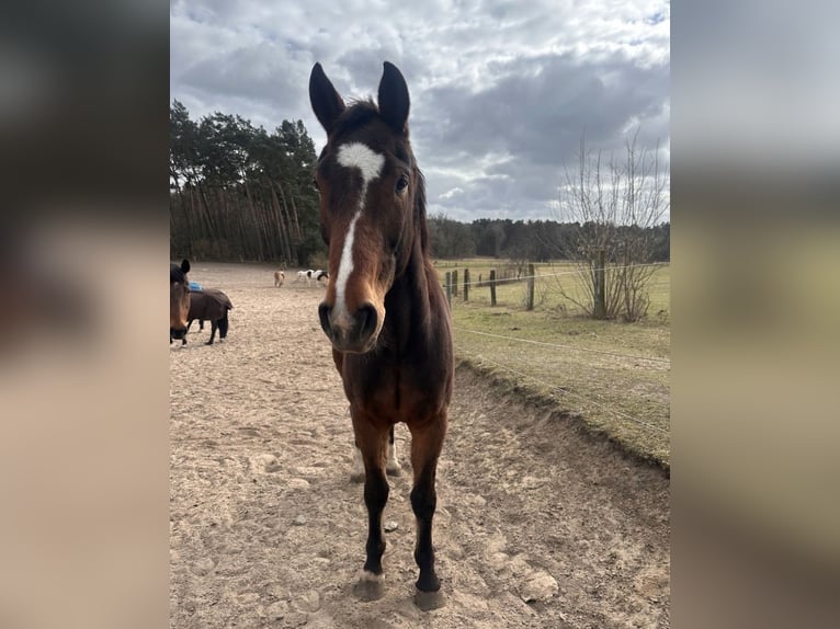 German Sport Horse Gelding 16 years 16.1 hh Brown in Schönfließ