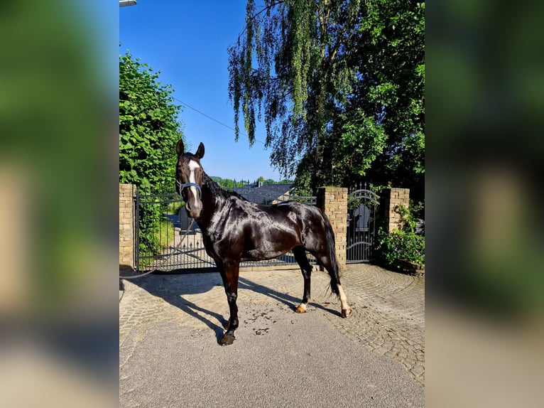 German Sport Horse Gelding 16 years 16.2 hh Black in Kürten