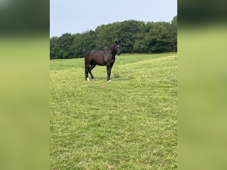 German Sport Horse Gelding 16 years 16.2 hh Black in Aachen