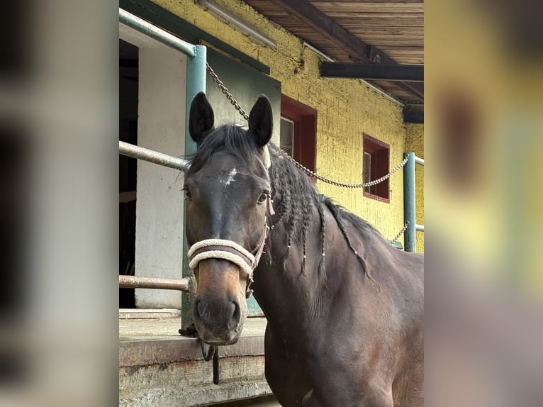 German Sport Horse Gelding 16 years 16.3 hh Bay-Dark in Leipzig