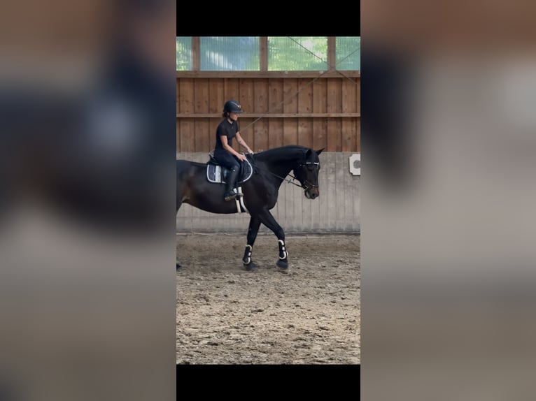 German Sport Horse Gelding 16 years 16.3 hh Bay-Dark in Leipzig