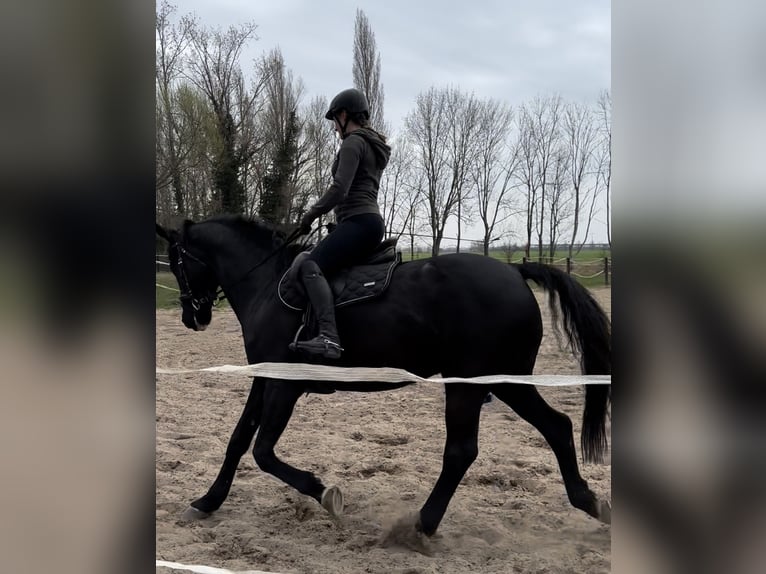 German Sport Horse Gelding 16 years 16,3 hh Black in Könnern