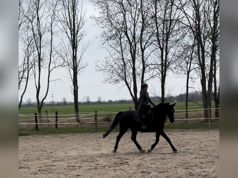 German Sport Horse Gelding 16 years 16,3 hh Black in Könnern