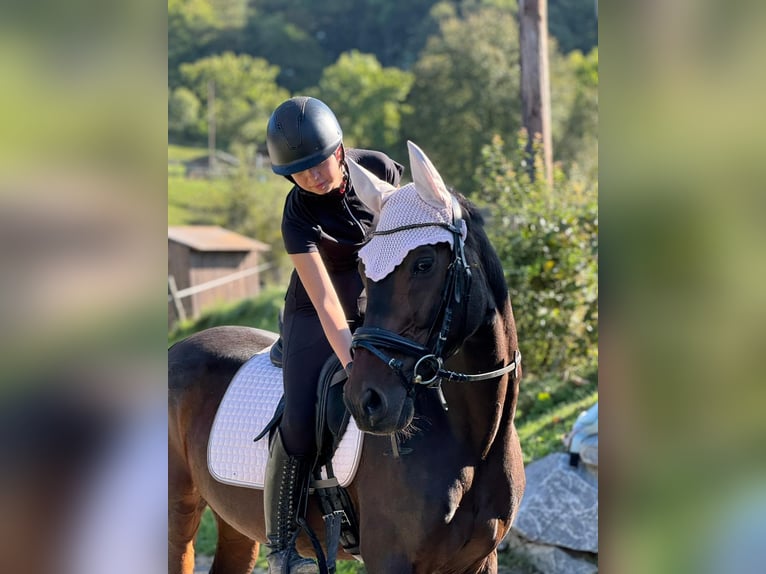 German Sport Horse Gelding 16 years 16 hh Bay-Dark in Klein-Preding