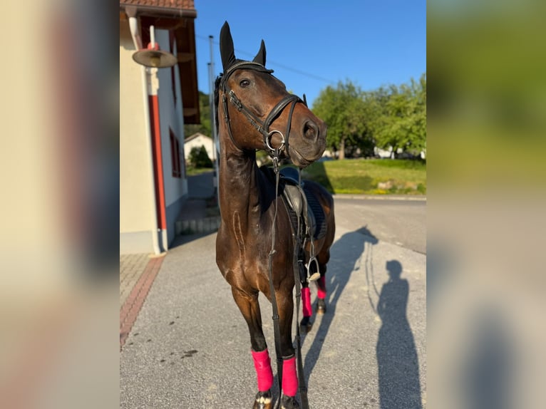 German Sport Horse Gelding 16 years 16 hh Bay-Dark in Klein-Preding