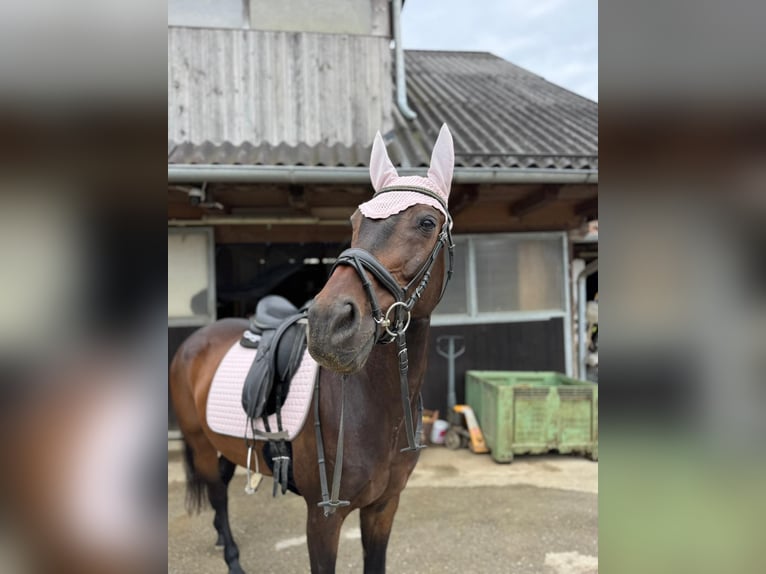 German Sport Horse Gelding 16 years 16 hh Bay-Dark in Klein-Preding