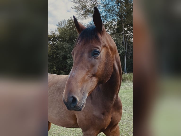 German Sport Horse Gelding 16 years 16 hh Brown in L&#xF6;bnitz