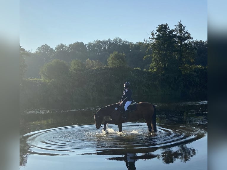 German Sport Horse Gelding 16 years 16 hh Brown in L&#xF6;bnitz