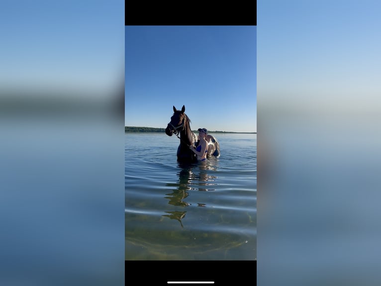 German Sport Horse Gelding 16 years 16 hh Brown in L&#xF6;bnitz