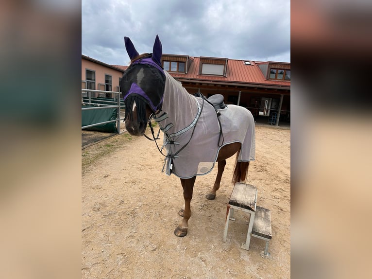 German Sport Horse Gelding 16 years 16 hh Chestnut in Erlangen
