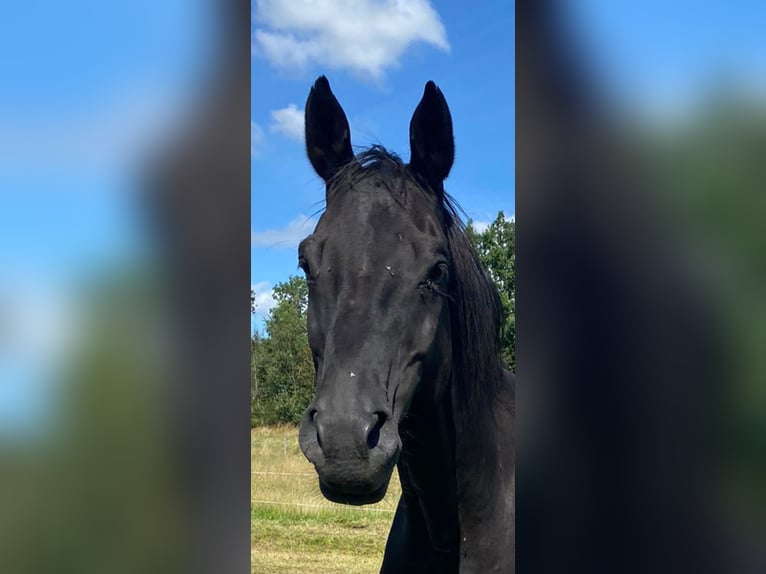 German Sport Horse Gelding 16 years 16,1 hh Black in Rennerod German Sport Horse Gelding 16 years 16,1 hh Black in Rennerod
