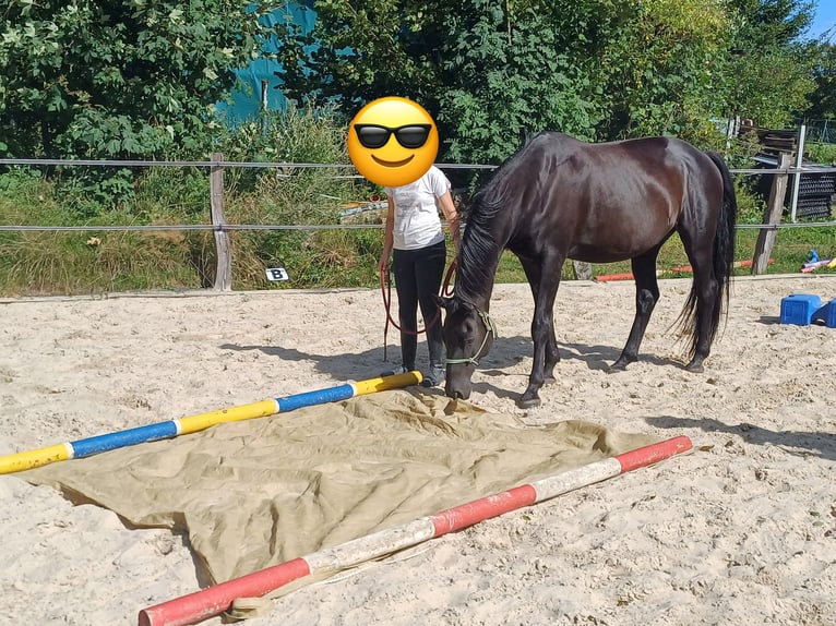 German Sport Horse Gelding 16 years 16,1 hh Black in Rennerod German Sport Horse Gelding 16 years 16,1 hh Black in Rennerod