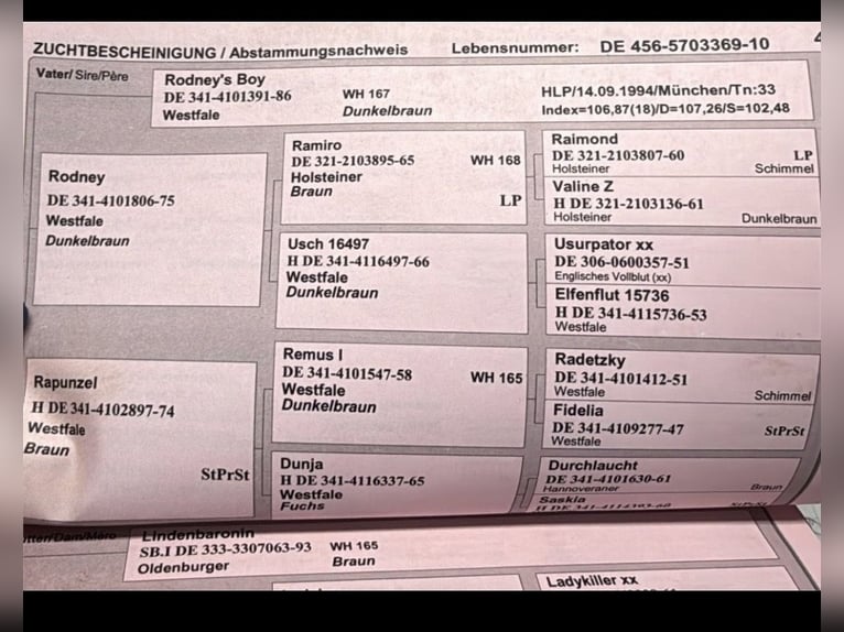 German Sport Horse Gelding 16 years 16,1 hh Brown in Schönfließ