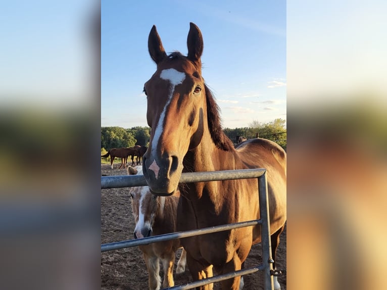 German Sport Horse Gelding 16 years 16,1 hh Brown in Schönfließ
