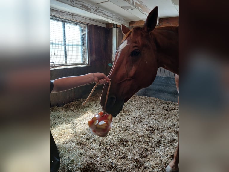 German Sport Horse Gelding 16 years 16,2 hh Chestnut-Red in Ehingen an der Donau