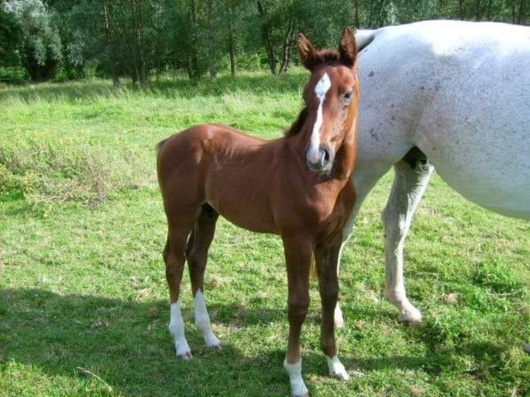 German Sport Horse Gelding 16 years 16,2 hh Grey-Fleabitten in Wahlitz German Sport Horse Gelding 16 years 16,2 hh Grey-Fleabitten in Wahlitz
