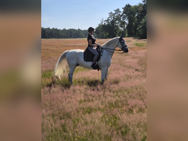 German Sport Horse Gelding 16 years 16,2 hh Grey-Fleabitten in Wahlitz German Sport Horse Gelding 16 years 16,2 hh Grey-Fleabitten in Wahlitz