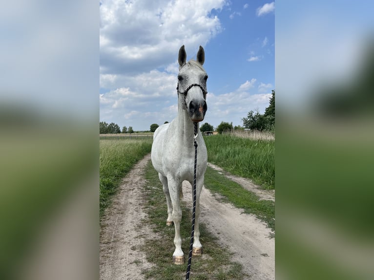 German Sport Horse Gelding 16 years 16,2 hh Grey in Sydower Flie&#xDF;