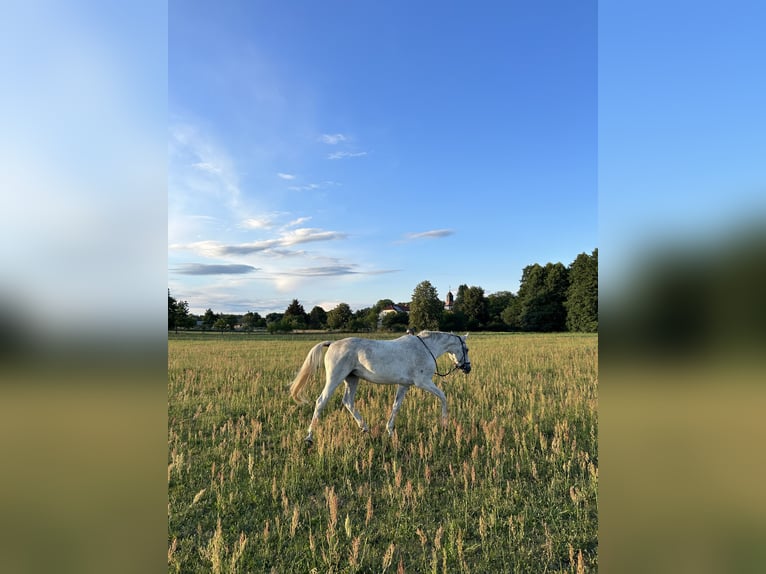German Sport Horse Gelding 16 years 16,2 hh Grey in Sydower Flie&#xDF;