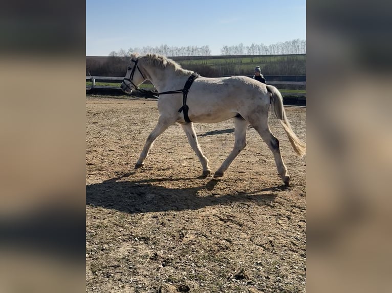 German Sport Horse Gelding 16 years 16,2 hh Grey in Jahnsdorf/ErzgebirgeLeukersdorf