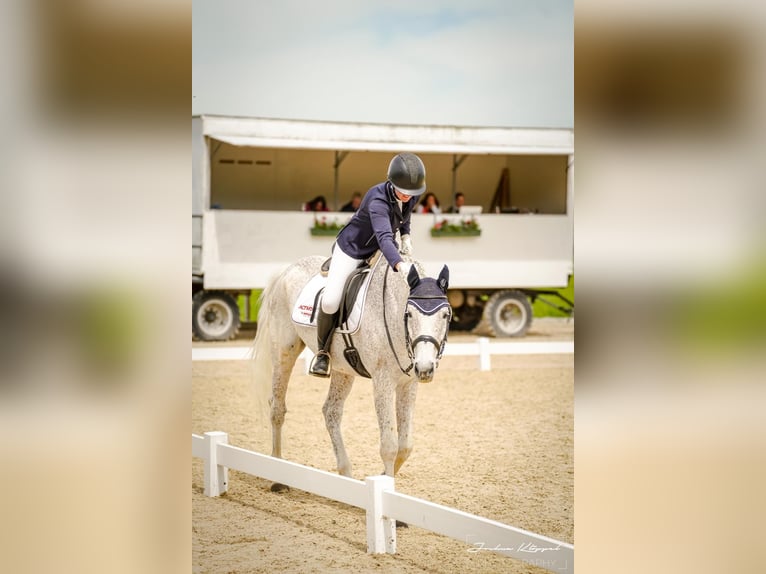 German Sport Horse Gelding 16 years 16,3 hh Grey in Iggingen