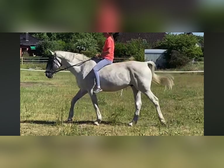 German Sport Horse Gelding 16 years 16,3 hh Grey in Isterberg