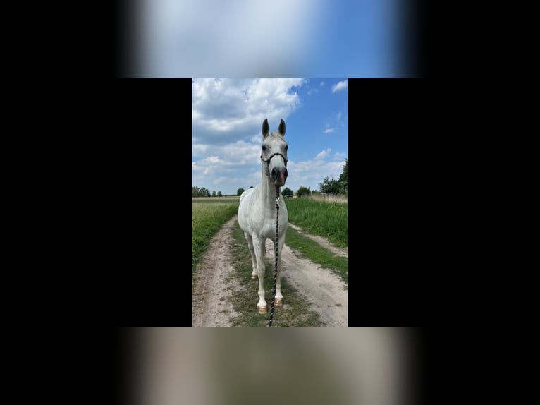 German Sport Horse Gelding 16 years 16,3 hh Grey in Isterberg