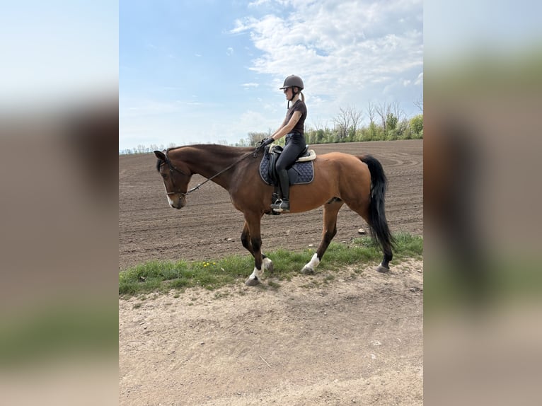 German Sport Horse Gelding 16 years 17.2 hh Brown in Bad Langensalza