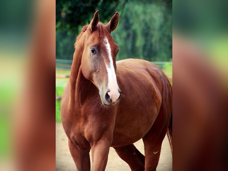 German Sport Horse Gelding 16 years 17,2 hh Chestnut-Red in Reichenwalde Dahmsdorf