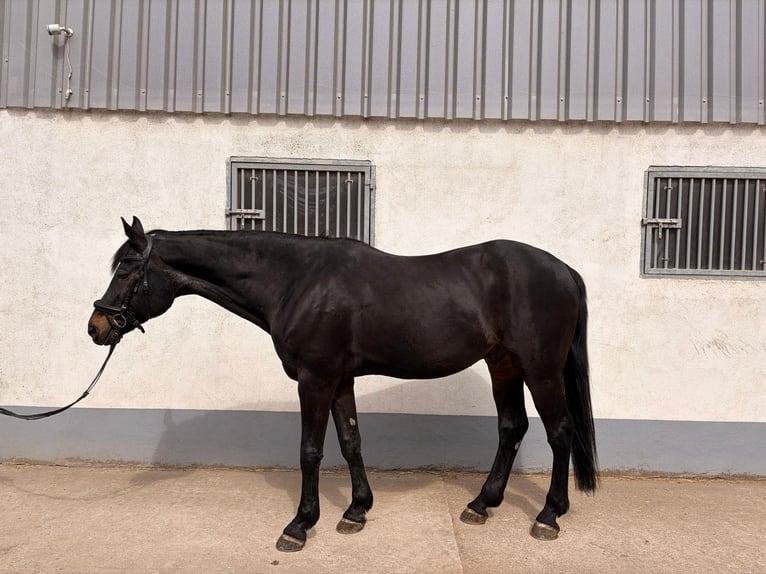 German Sport Horse Gelding 16 years 17 hh Bay-Dark in Thaleischweiler-Fröschen