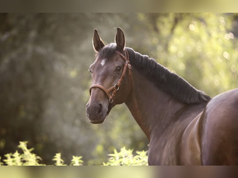 German Sport Horse Gelding 16 years 17 hh Brown in Nürtingen German Sport Horse Gelding 16 years 17 hh Brown in Nürtingen