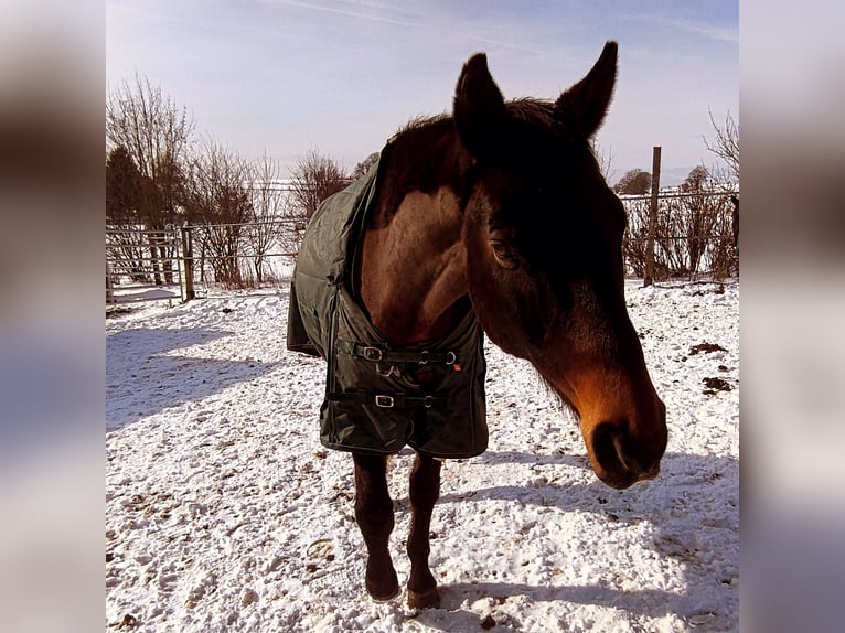 German Sport Horse Gelding 16 years 17 hh Brown in Steffenberg