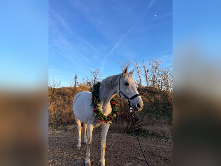 German Sport Horse Gelding 16 years 17 hh Grey-Fleabitten in Seeheim-Jugenheim