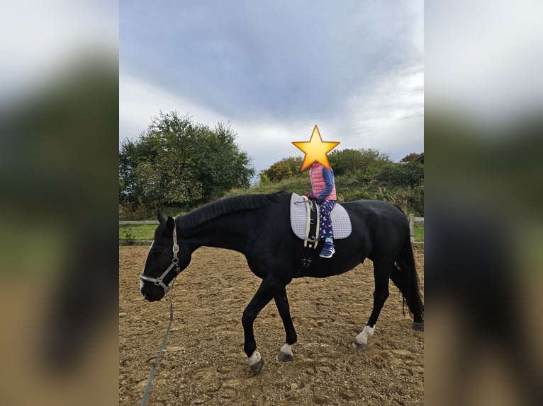 German Sport Horse Gelding 16 years 17,1 hh Black in Ribnitz-Damgarten