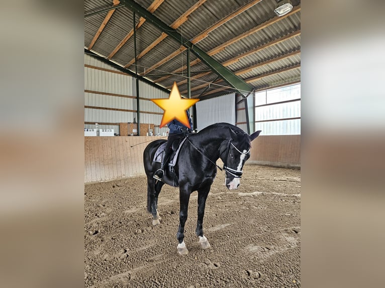 German Sport Horse Gelding 16 years 17,1 hh Black in Ribnitz-Damgarten