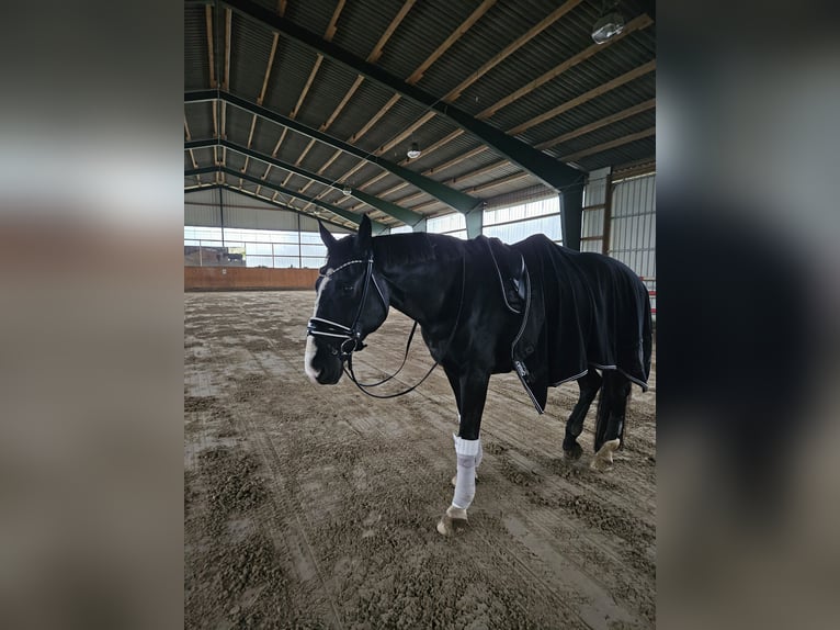German Sport Horse Gelding 16 years 17,1 hh Black in Ribnitz-Damgarten