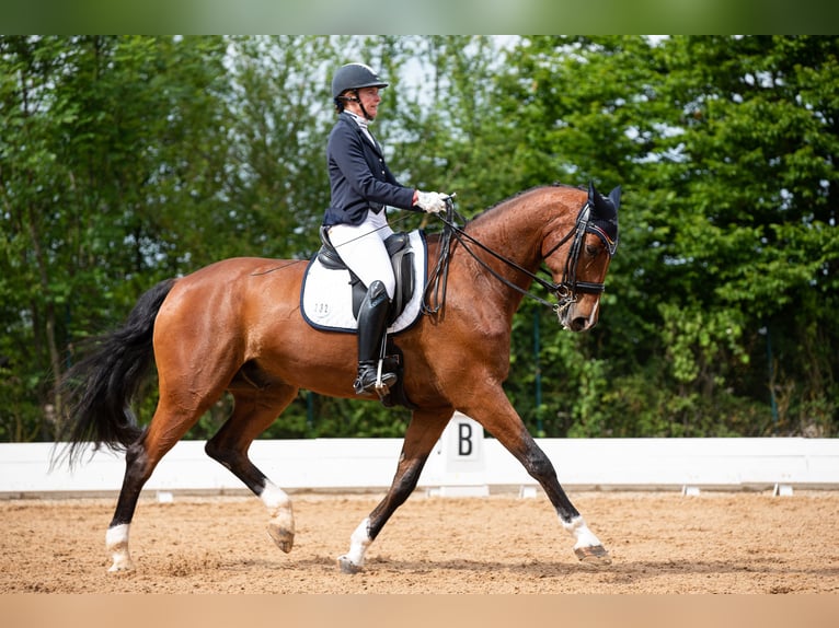 German Sport Horse Gelding 16 years 17,2 hh Brown in Schnaittach