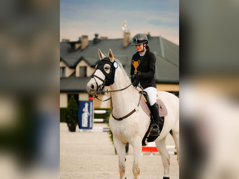 German Sport Horse Gelding 16 years 18 hh Grey-Fleabitten in Warka