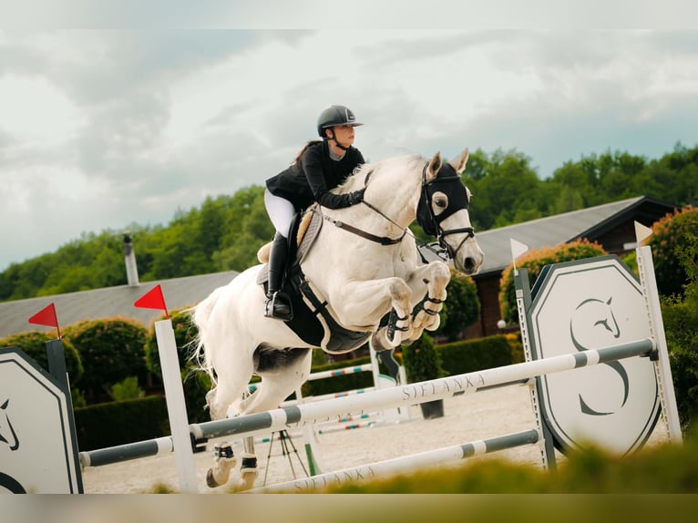 German Sport Horse Gelding 16 years 18 hh Grey-Fleabitten in Warka